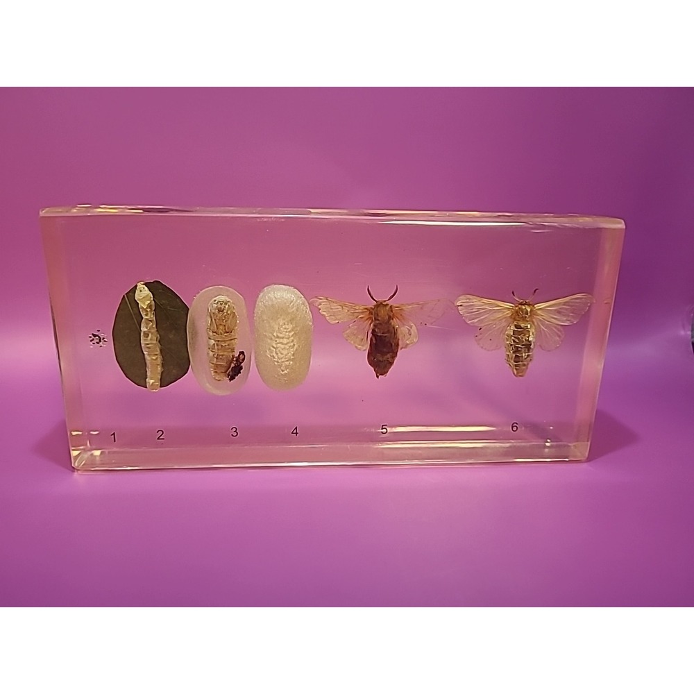 Vintage Resin Lucite specimen stage‎ study of Silkworm c1950